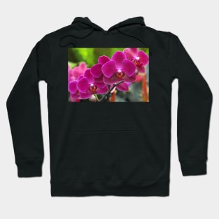 Phalaenopsis 'Red Jewel' (B535/1275) Hoodie